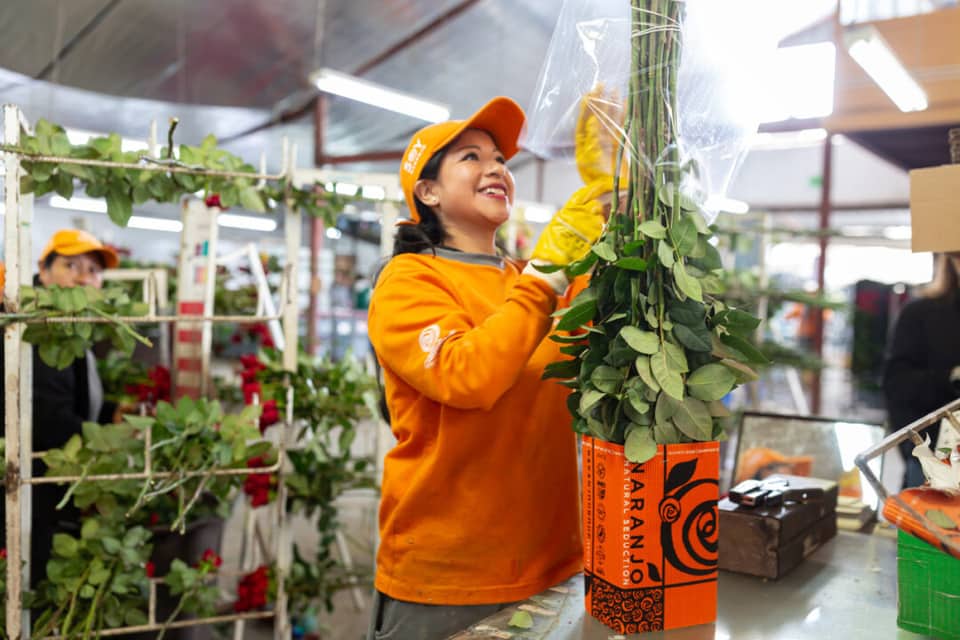 Photo: Air Cargo Week IAG Cargo Moves Hundreds of Tonnes of Flowers to Spain Ahead of All Saints' Day